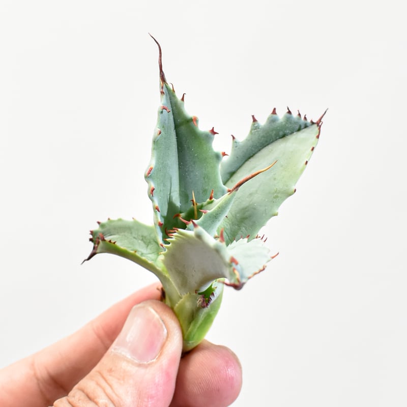 ウ*ズ様 アガベ　ファンキートゥース　ハイブリッド　パラサナ　モンタナ　イシスメ アガベ ハイブリッド モンタナ アメリカ産 Agave montana made