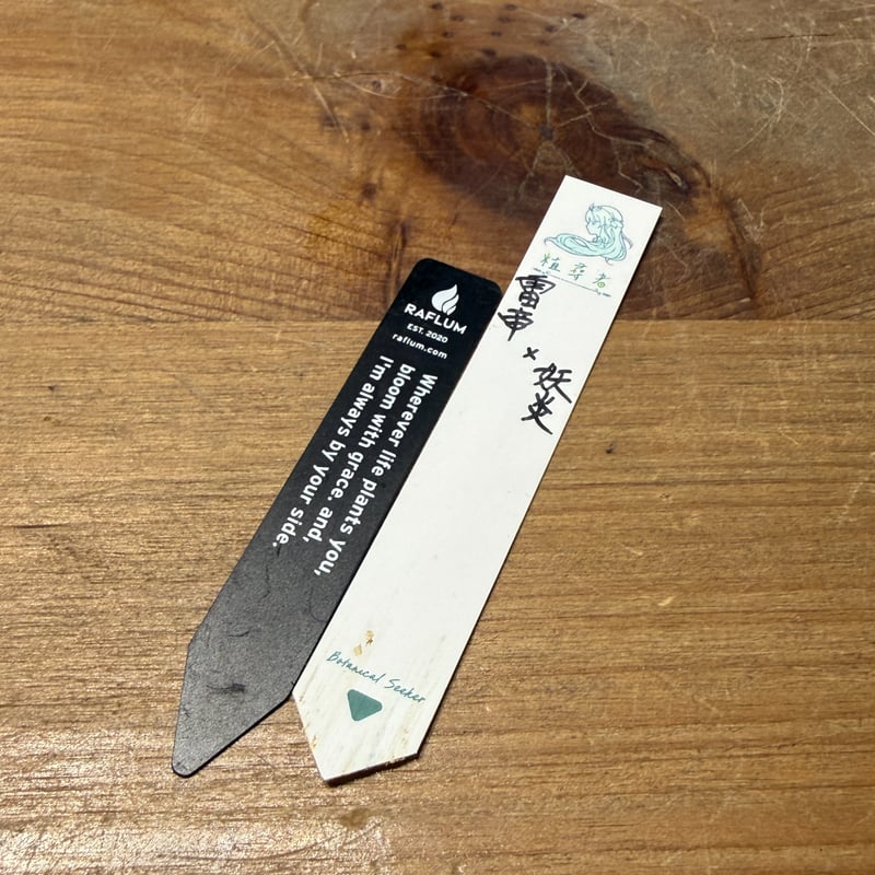 アガベ ハイブリット 雷帝×妖炎(イシスメンシス×ユタエンシス) 【台湾