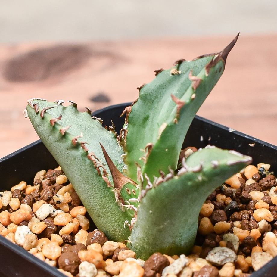 アガベ クリスティニー×ポタトラム 【8/31撮影】 ☆発根済子株