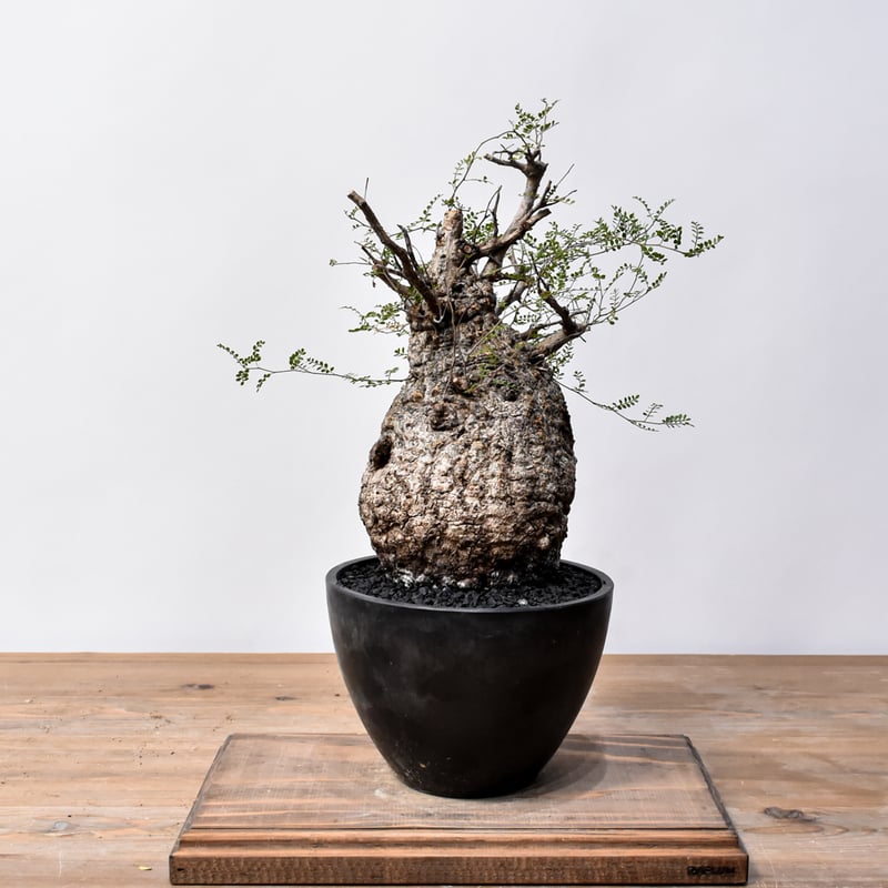 オペルクリカリア パキプス RFHK25011494 | RAFLUM / ラフラム｜東京