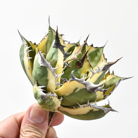 アガベ チタノタ スナグルトゥース "暴牙"【台湾 dragon agave産/中株/抜き苗販売】C DG2402827(T)