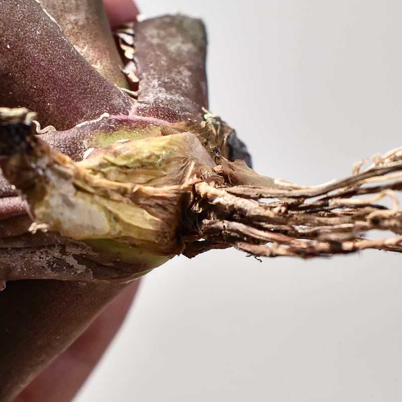 レッドチップ錦  抜き苗  微斑【特定記録付】 51yJE2ewBCL.jpg_BO30,255,255,