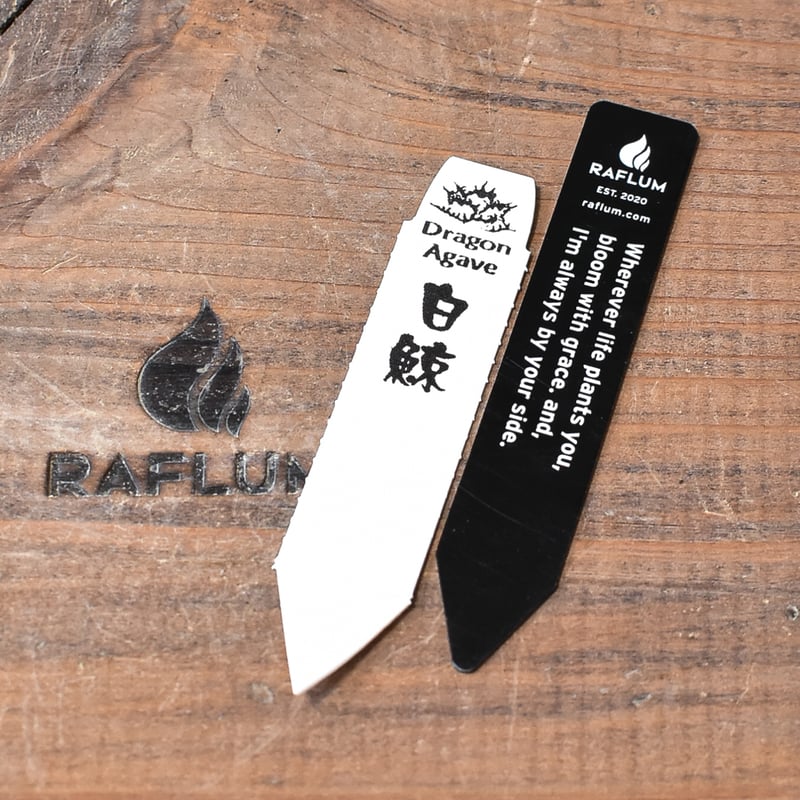 RAFLUM特選株】アガベ チタノタ “精品白鯨” 【台湾 dragon agave RAFLUM特選株】アガベ チタノタ “精品白鯨” 【台湾 dragon agave
