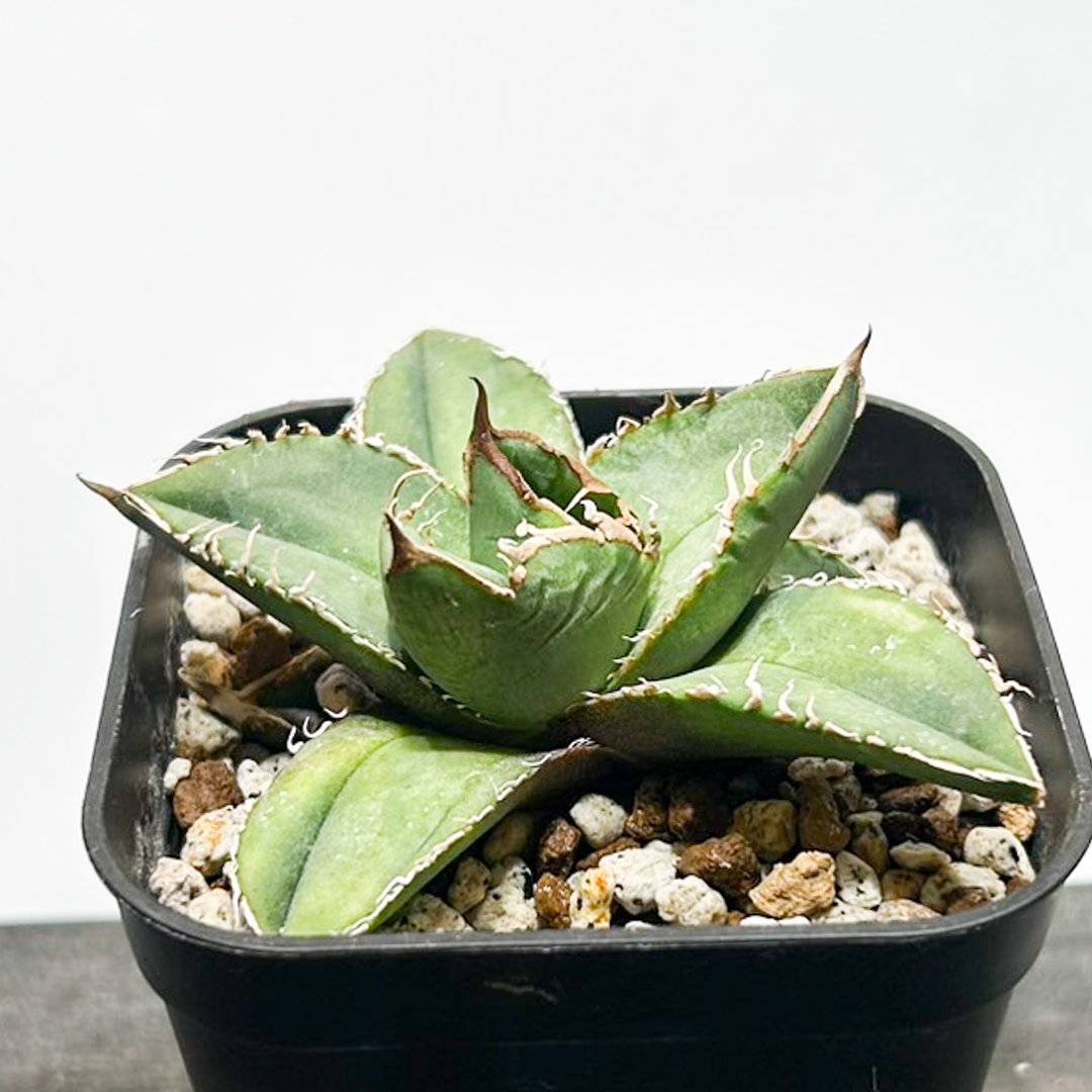 アガベ　チタノタ　流星　五頭株 アガベ チタノタ 