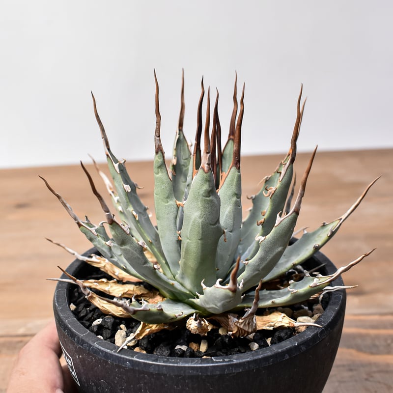 アガベ Dennis hybrid 妖炎X甲妖 /エボリスピナ×（イシスメンシス