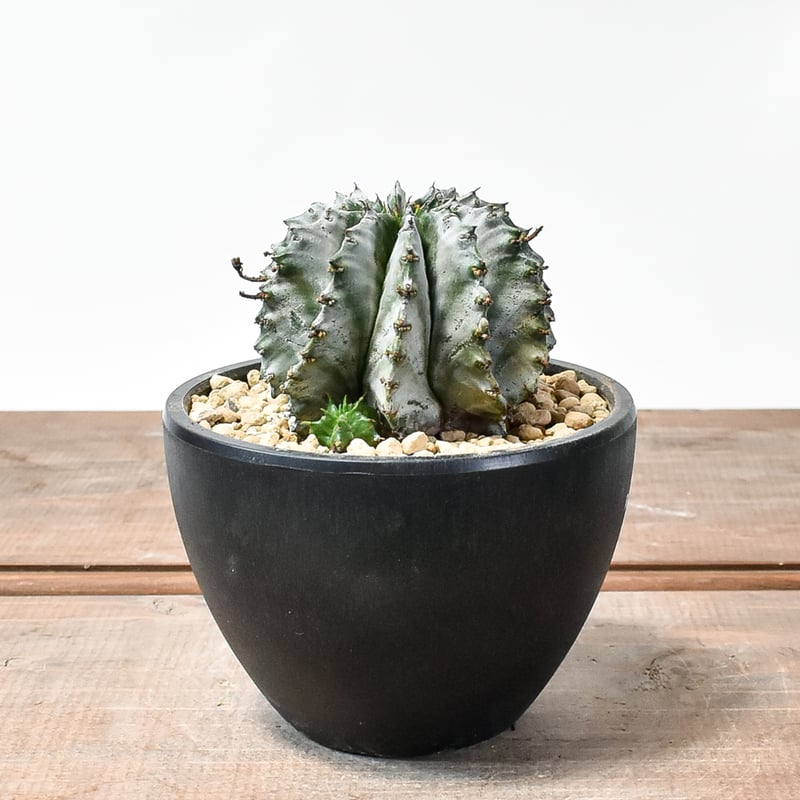 【ホリダ】塊根　奇形　ユーフォルビア ユーフォルビア 関上ホリダ Euphorbia horida SEKIGAMI 多肉植物