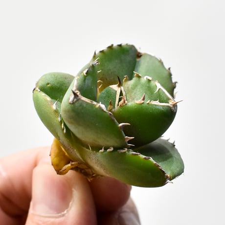 CATEGORY アガベ チタノタ DENNIS達摩 | RAFLUM / ラフラム｜東京、