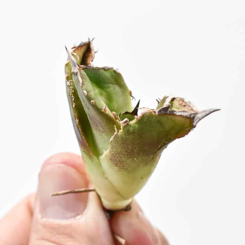 アガベ　チタノタ　ステゴザウルス　子株 アガベ チタノタ 