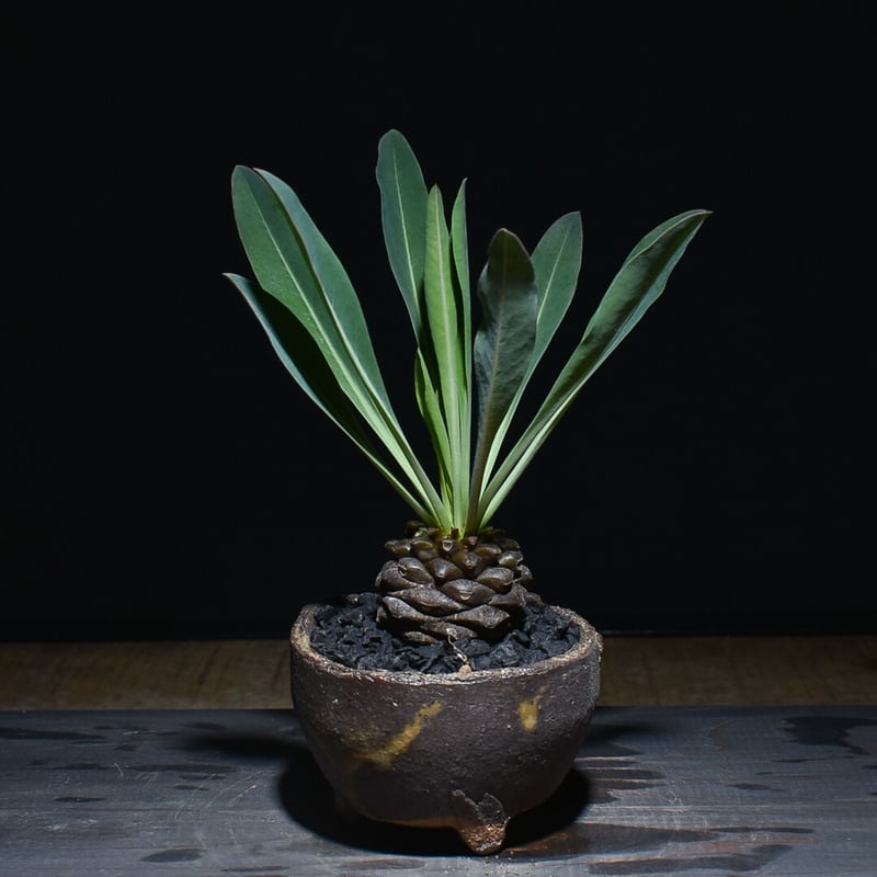 ユーフォルビア・ブプレウリフォリア 