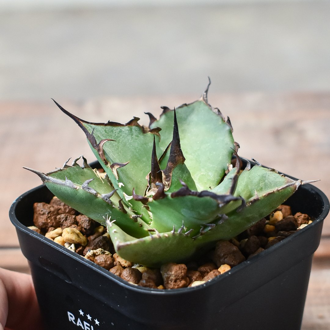 アガベ チタノタ ハデス （黒帝斯 恐竜牙歯） dragon agave産 アガベ チタノタ ハデス / 黒帝斯、恐竜牙歯 【台湾 dragon agave産/TC