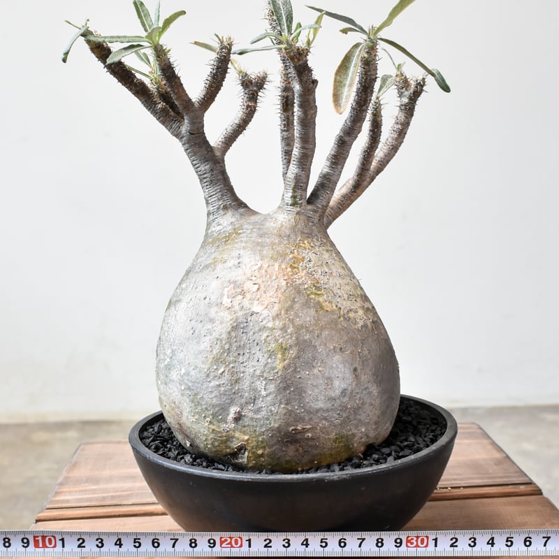 パキポディウム グラキリス 【現地球/発根済み】RF231569 | RAFLUM