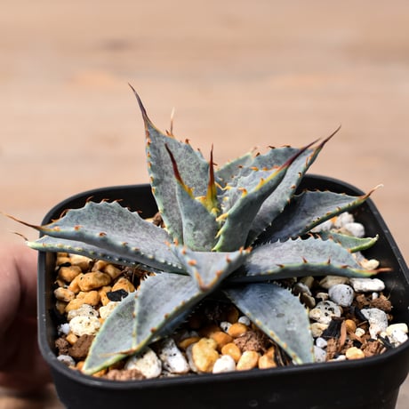 アガベ ハイブリット "特選血雷×象牙妖炎" (血斑有り個体)【台湾botanical_seeker産/選抜株】RF25011805