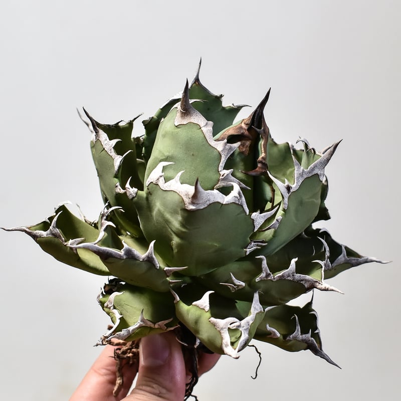 アガベ チタノタ ドワーフ / 姫厳竜 