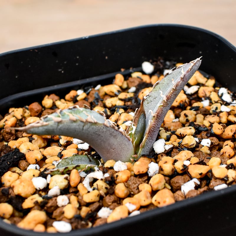 RAFLUM育成株 5個セット】アガベ Uriel oteroi seeding / ウリエ