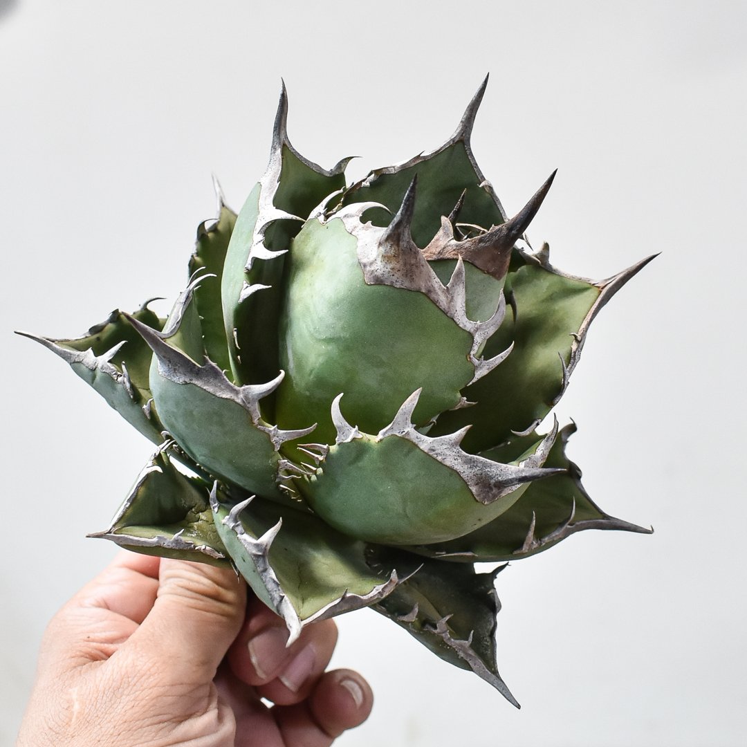 【DRAGON AGAVE産】AGAVE TITANOTA 火鳳凰 OC株 アガベ チタノタ フェニックス 