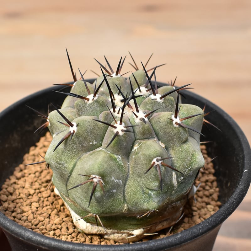 コピアポア シネレア 