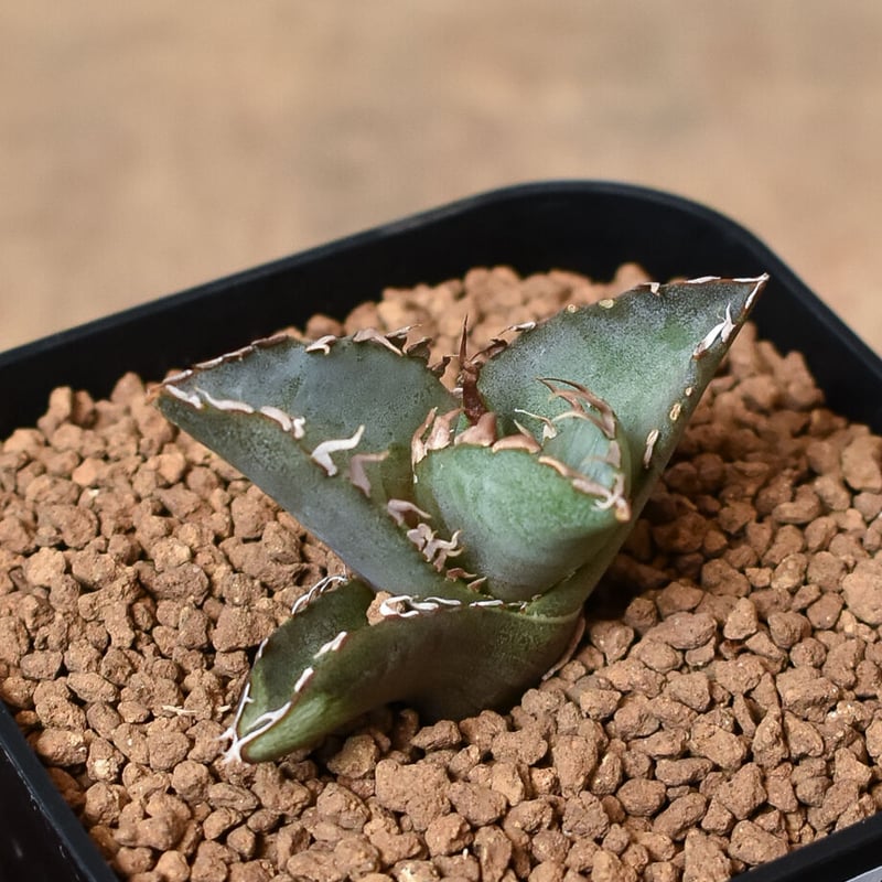 アガベ チタノタ ホワイトファイヤー 