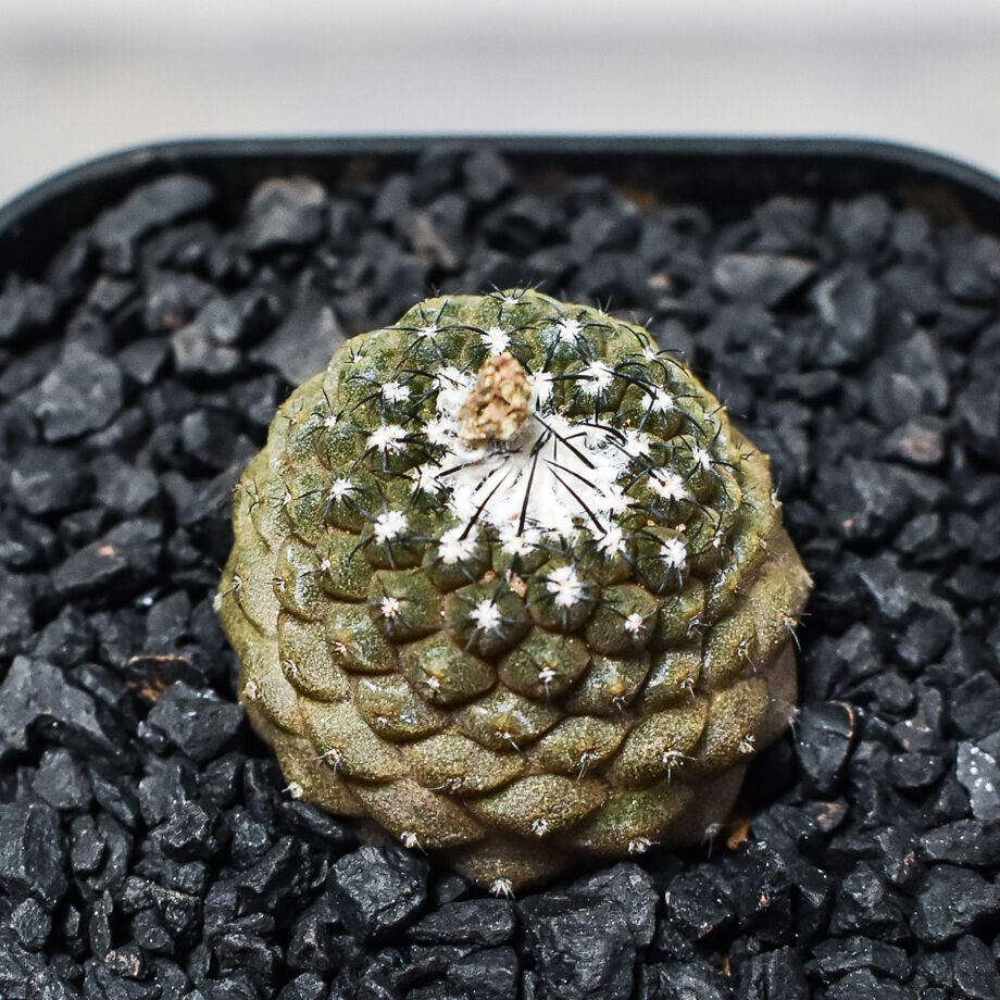 コピアポア ヒポガエア 