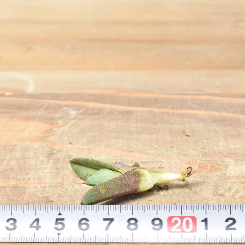 アガベ チタノタ 