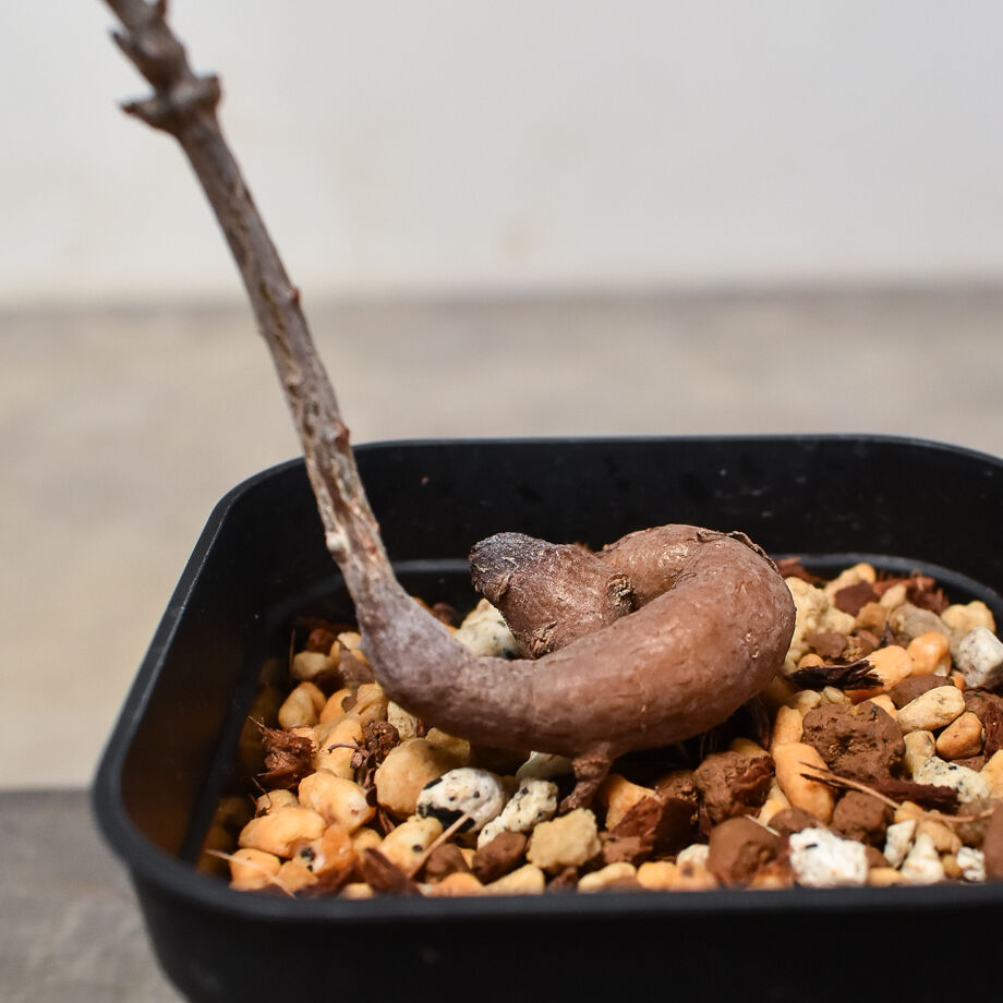 オペルクリカリア パキプス （実生）RF231684 | RAFLUM / ラフラム