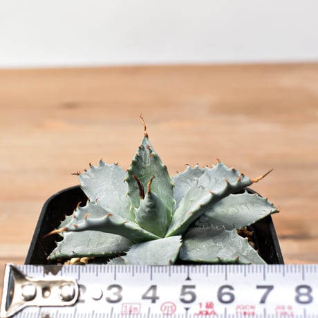 アガベ ハイブリット 日系イシスメンシス×象牙妖炎（陽炎エボリ）【台湾botanical_seeker産】RF25011369