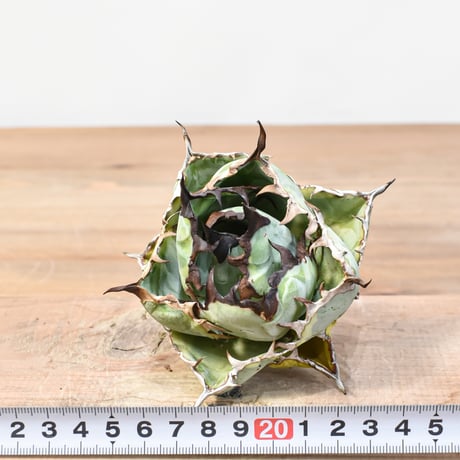 【5CLAW】アガベ チタノタ "精品ブルーダイヤモンド" / "精品黄覆輪斑"【台湾 dragon agave産/抜き苗/中株】RFDG25010885