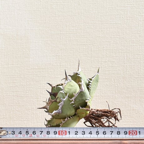 アガベ チタノタ  フェニックス "鳳凰"　大株【台湾 dragon agave産/抜き苗販売/大株】DGC2408295(T)