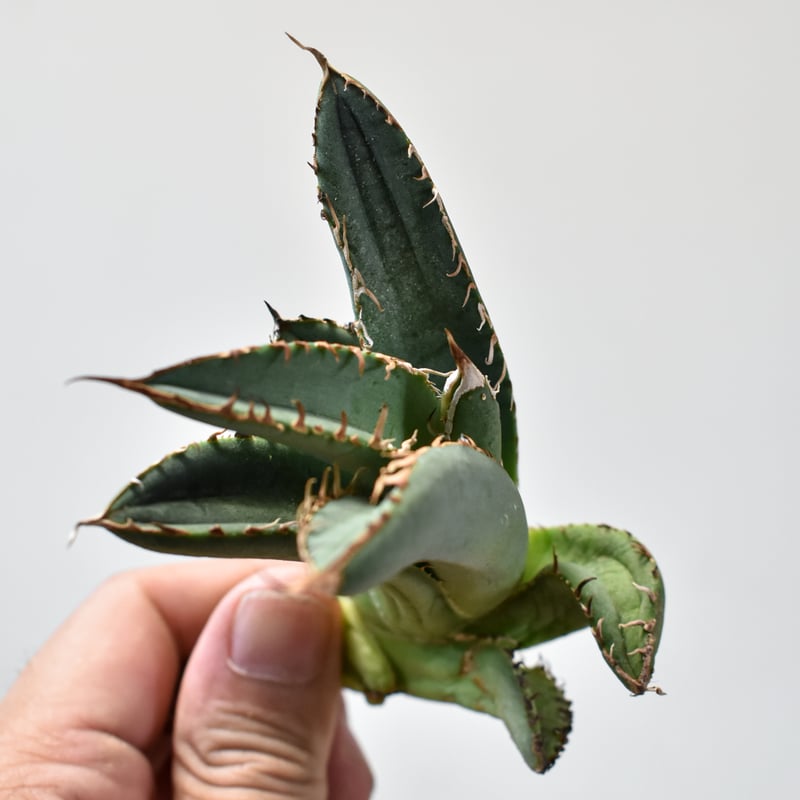 Agave titanota 麻花龍　OC株　発根済み　鉢ごと発送 アガベ チタノタ 