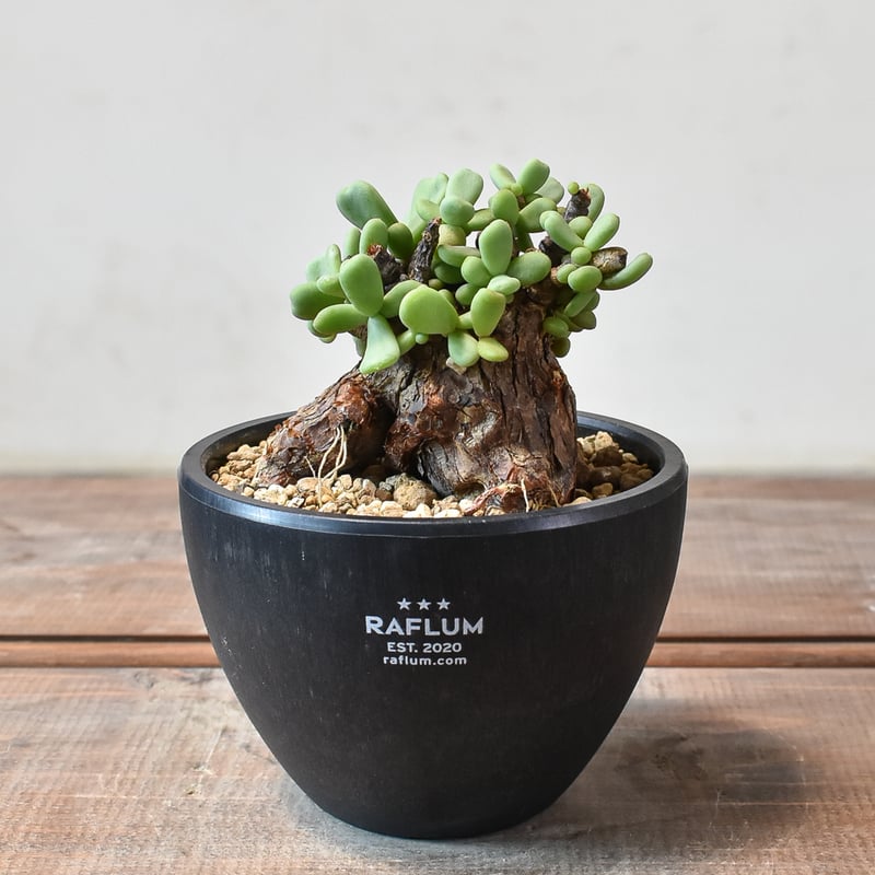 ケラリア ピグマエア 【発根済】T GM2402449 | RAFLUM