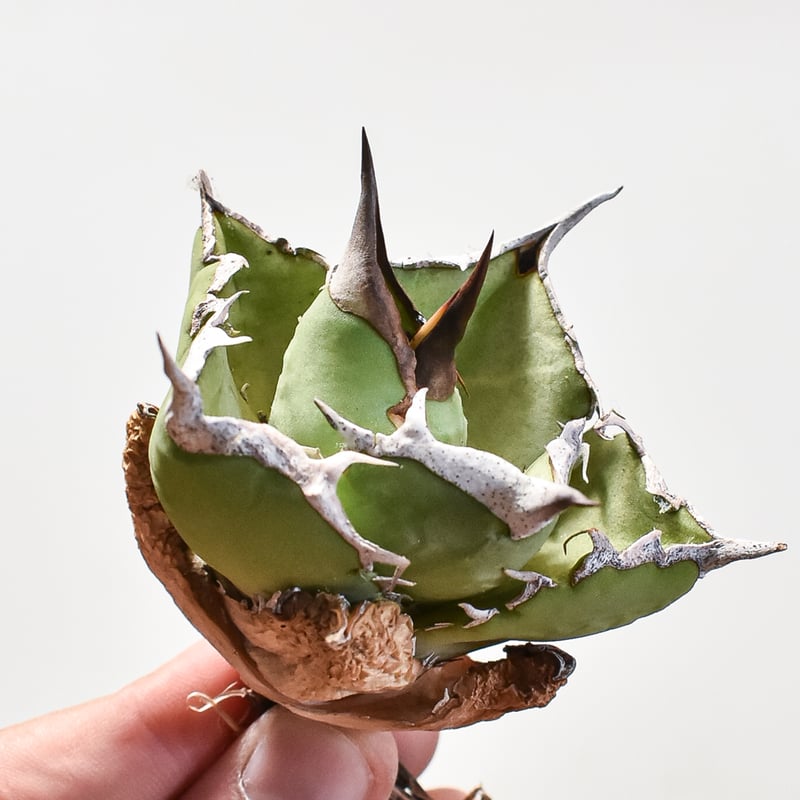 アガベ　蠻牛　バンギュウ　Berlin産 アガベ チタノタ 