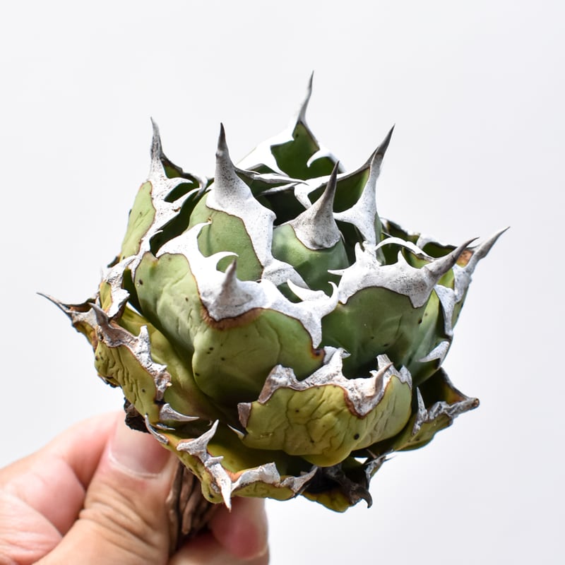 アガベ チタノタ ドワーフ / 