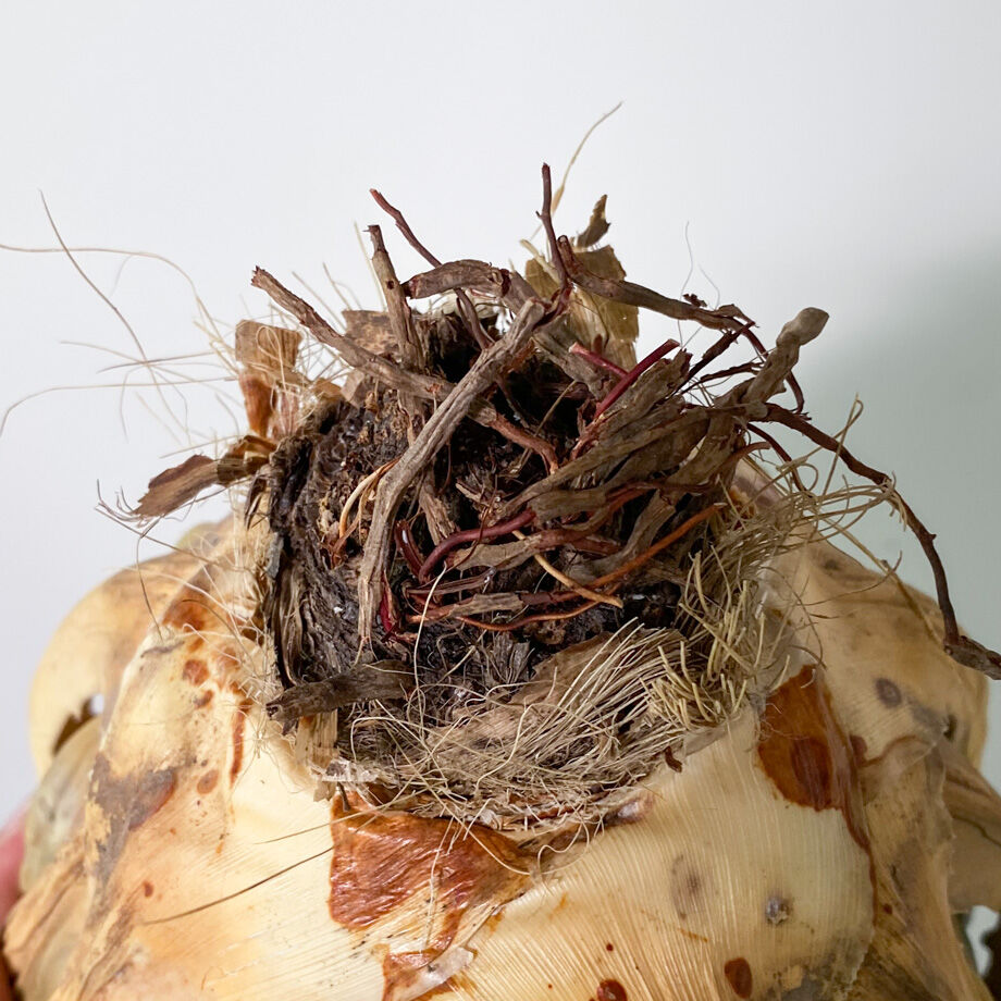 アガベ ユタエンシス エボリスピナ （抜き苗販売）RF22913 | RAFLUM