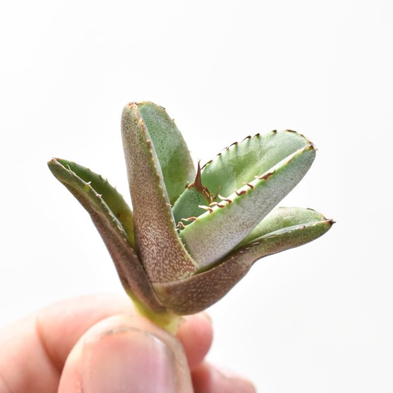 アガベ チタノタ 