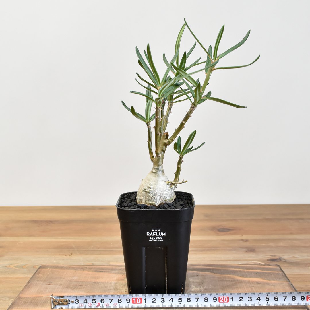 fit=scale-down,w=1200