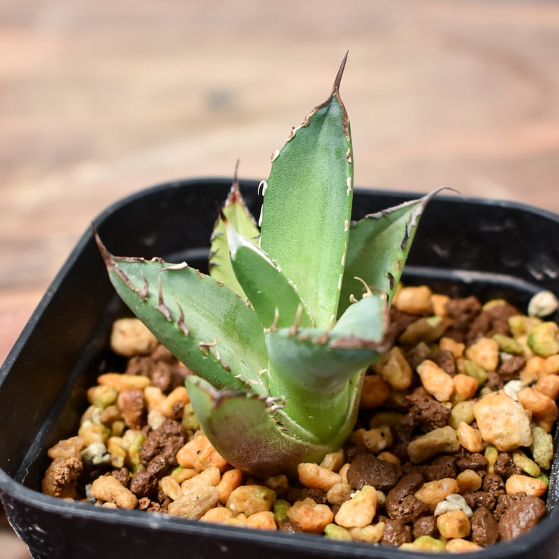 【特選】アガベチタノタ　キングアーサー（Dennis040）検）黒鋸歯　バンド幅 特選】アガベチタノタ キングアーサー（Dennis040）検）黒鋸歯 バンド