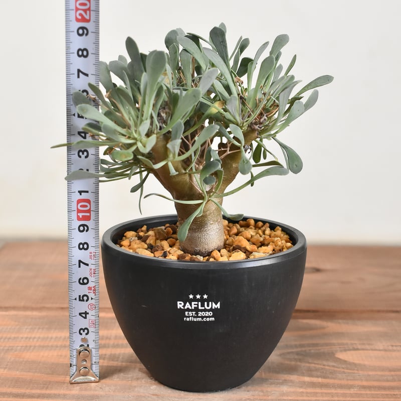 667 黒鬼城 オトンナ ユーフォルビオイデス コーデックス 実生 10株同