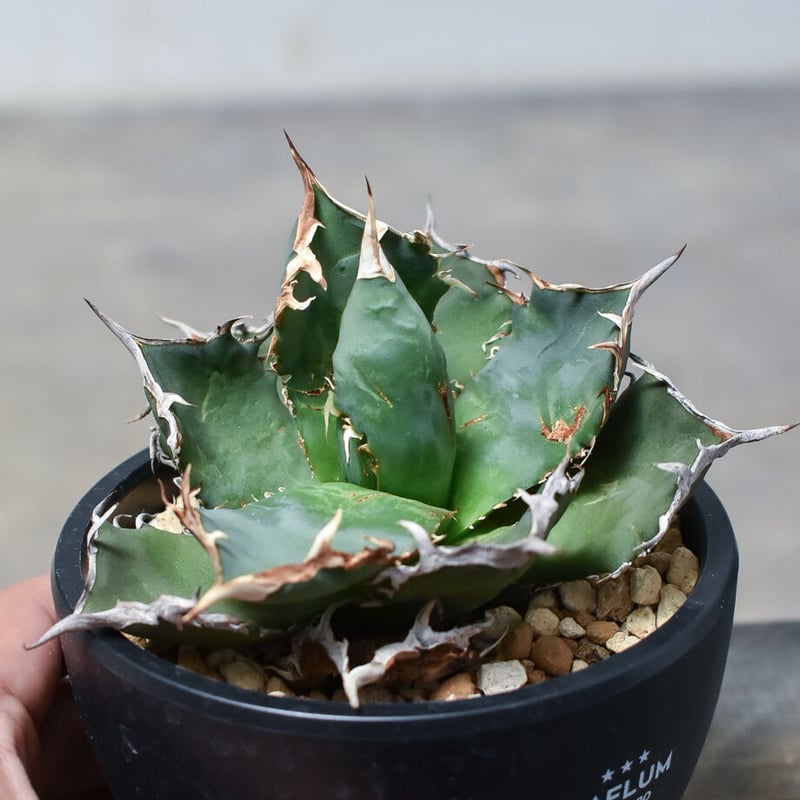 アガベ チタノタ 