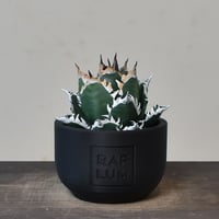 【植物フィギュア】RAFLUM × LOBINDON【Agave titanota’Red Catweazle’】RFLB23003(T)