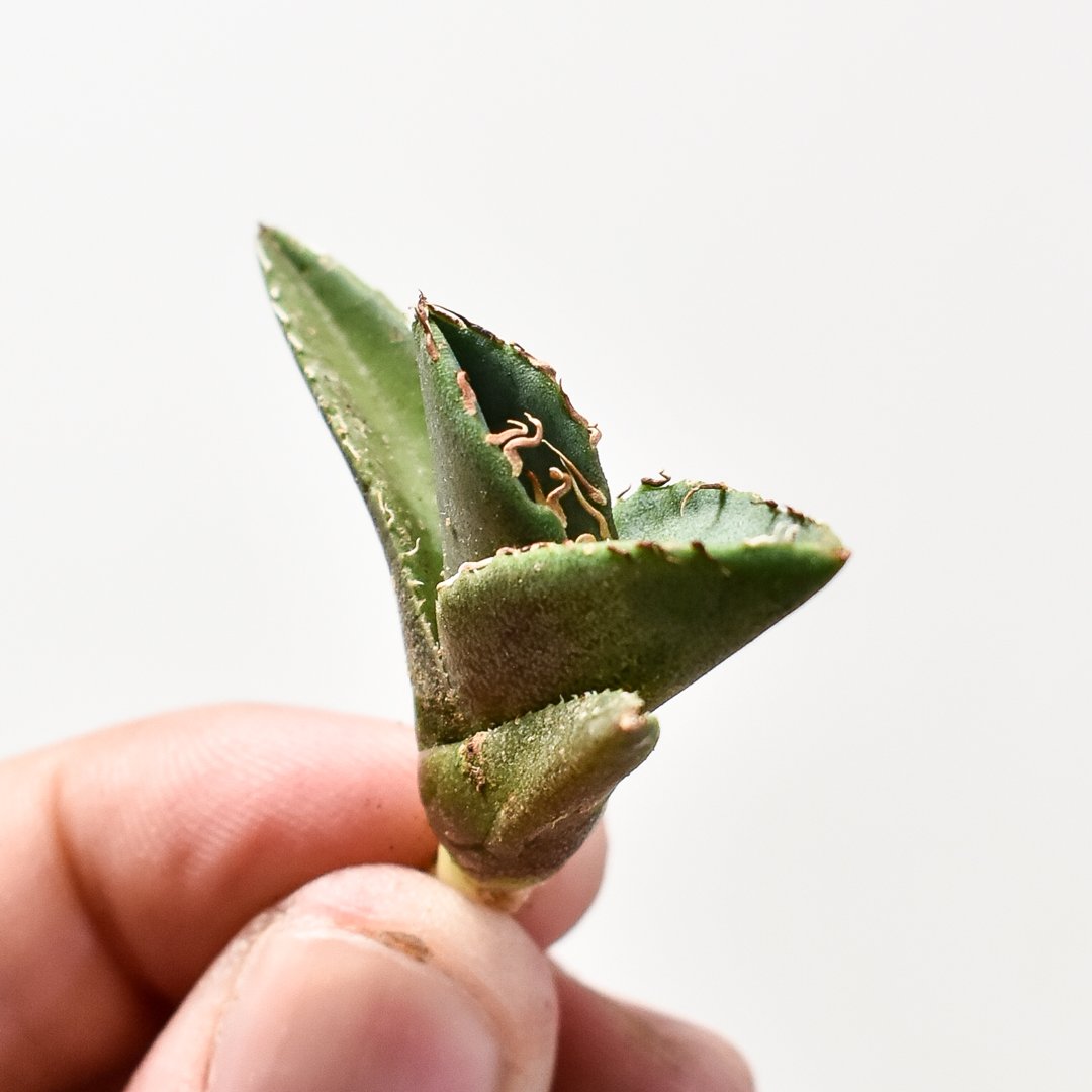 アガべ チタノタ 