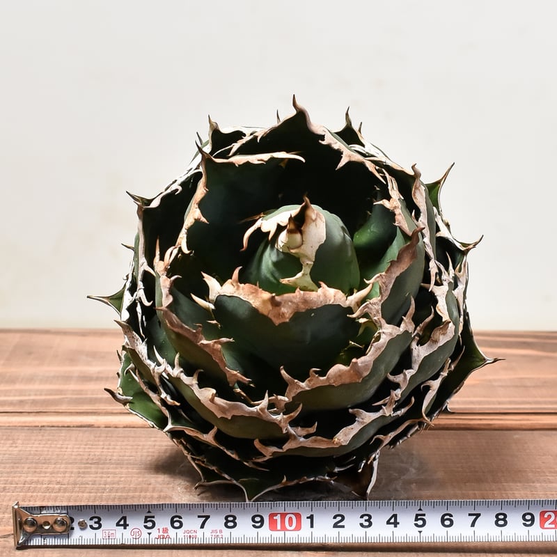 アガベ チタノタ オテロイ 