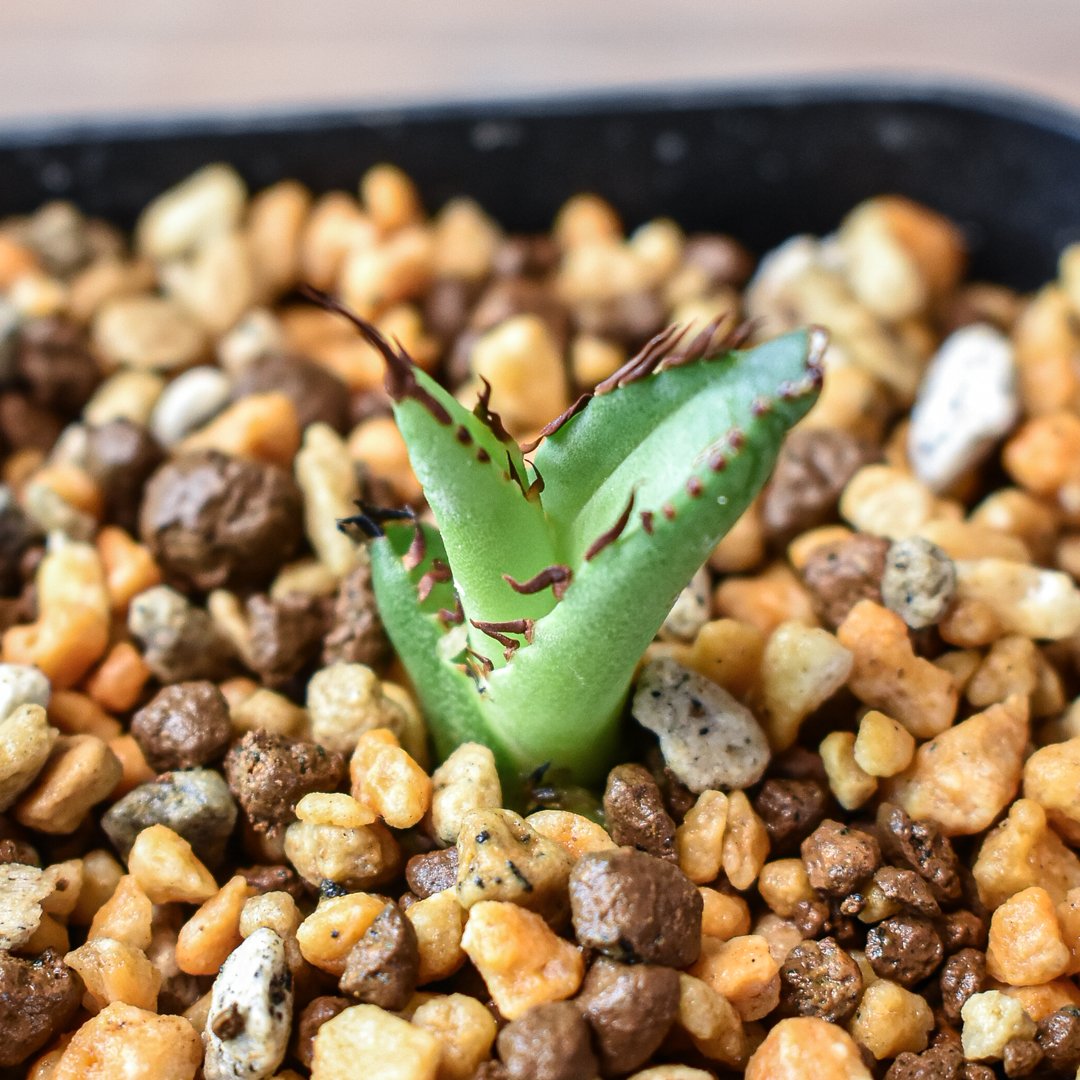 アガベ チタノタ 