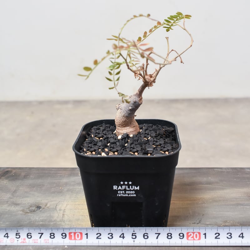 オペルクリカリア ヒファエノイデス （実生株）RF230366 | RAFLUM