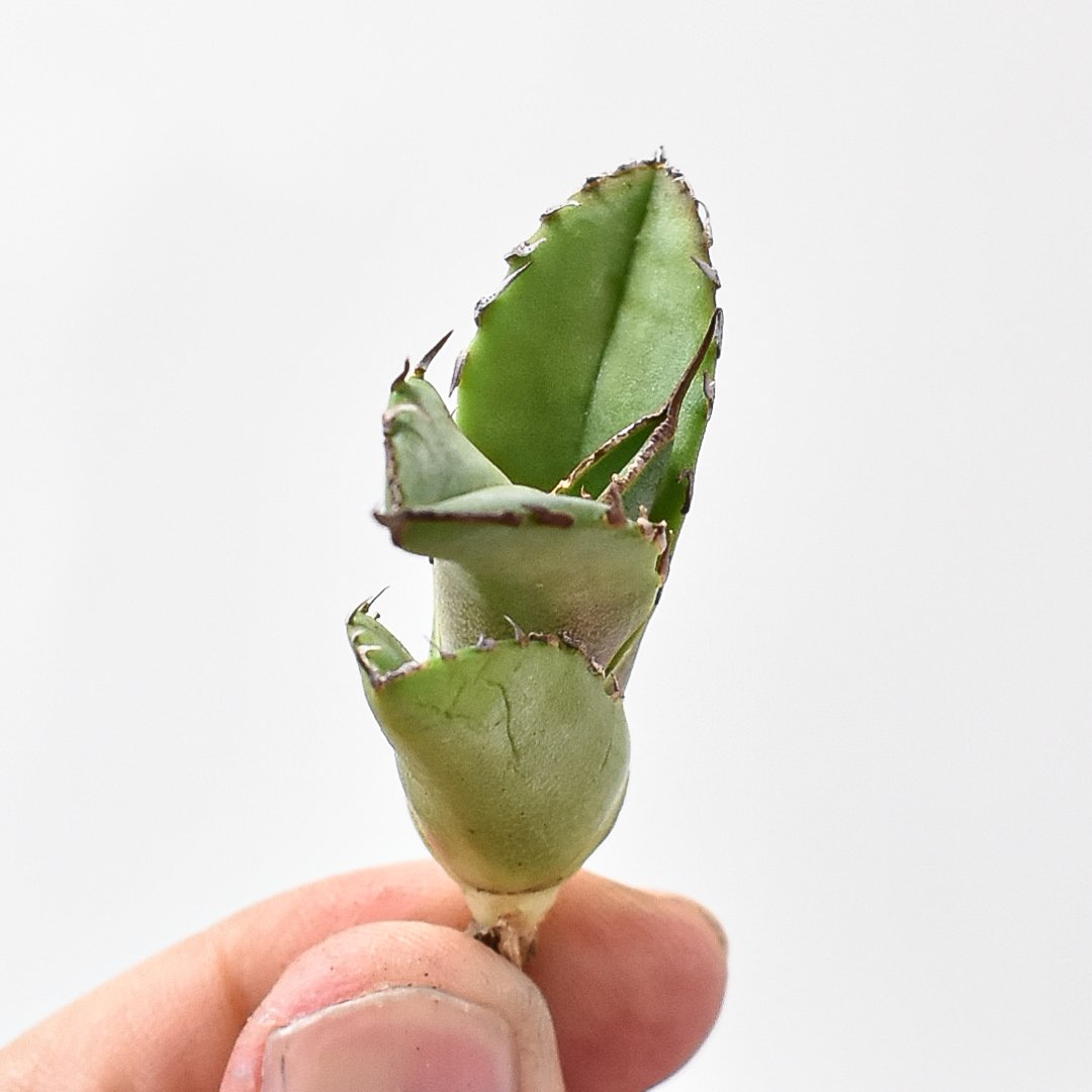 アガベ チタノタ 