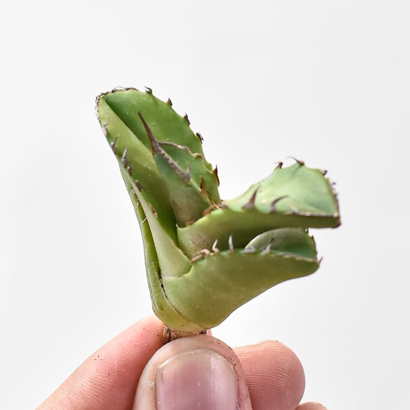 アガベ チタノタ 