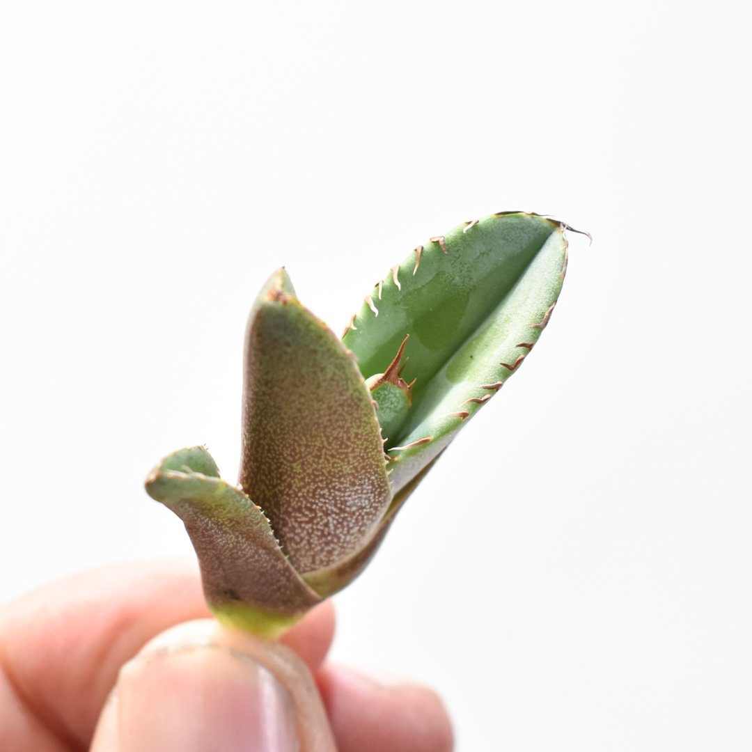 アガベ チタノタ 