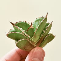 アガベ チタノタ シーザー / 精品凱撒 【台湾 dragon agave産/中 アガベ チタノタ シーザー / 精品凱撒 【台湾 dragon agave産/中