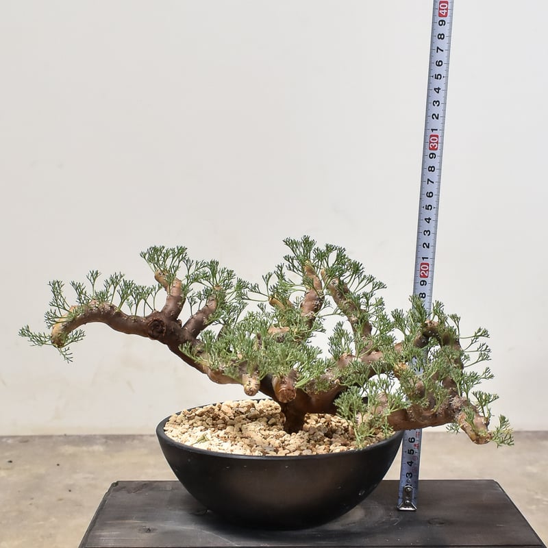 サルコカウロン・ムルチフィズム 良型陶器鉢付き