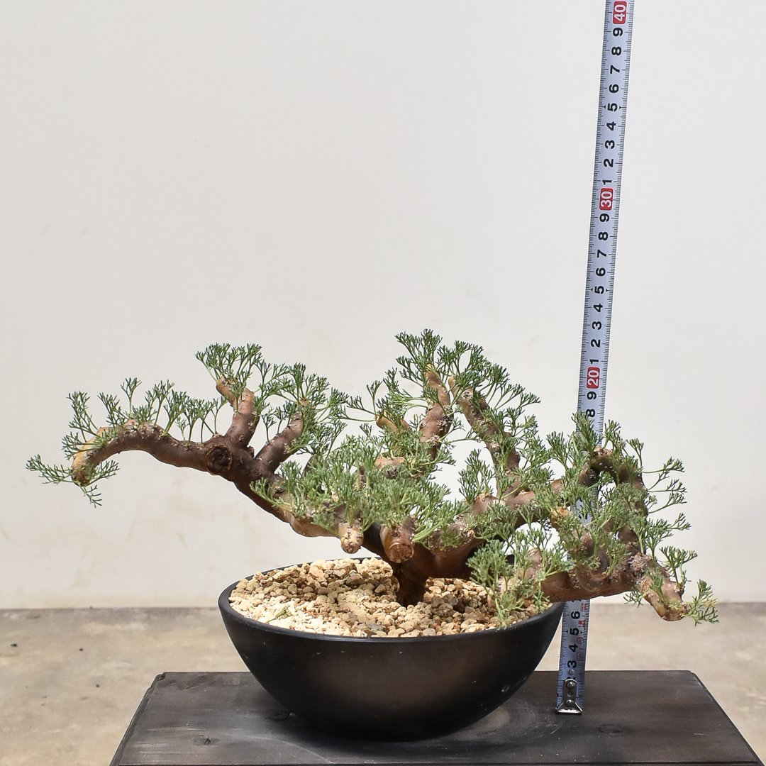 ムルチフィズム 陶器鉢付き 発根済み モンソニア・ムルチフィズム・サルコカウロン 発根済み鉢付き 現地株