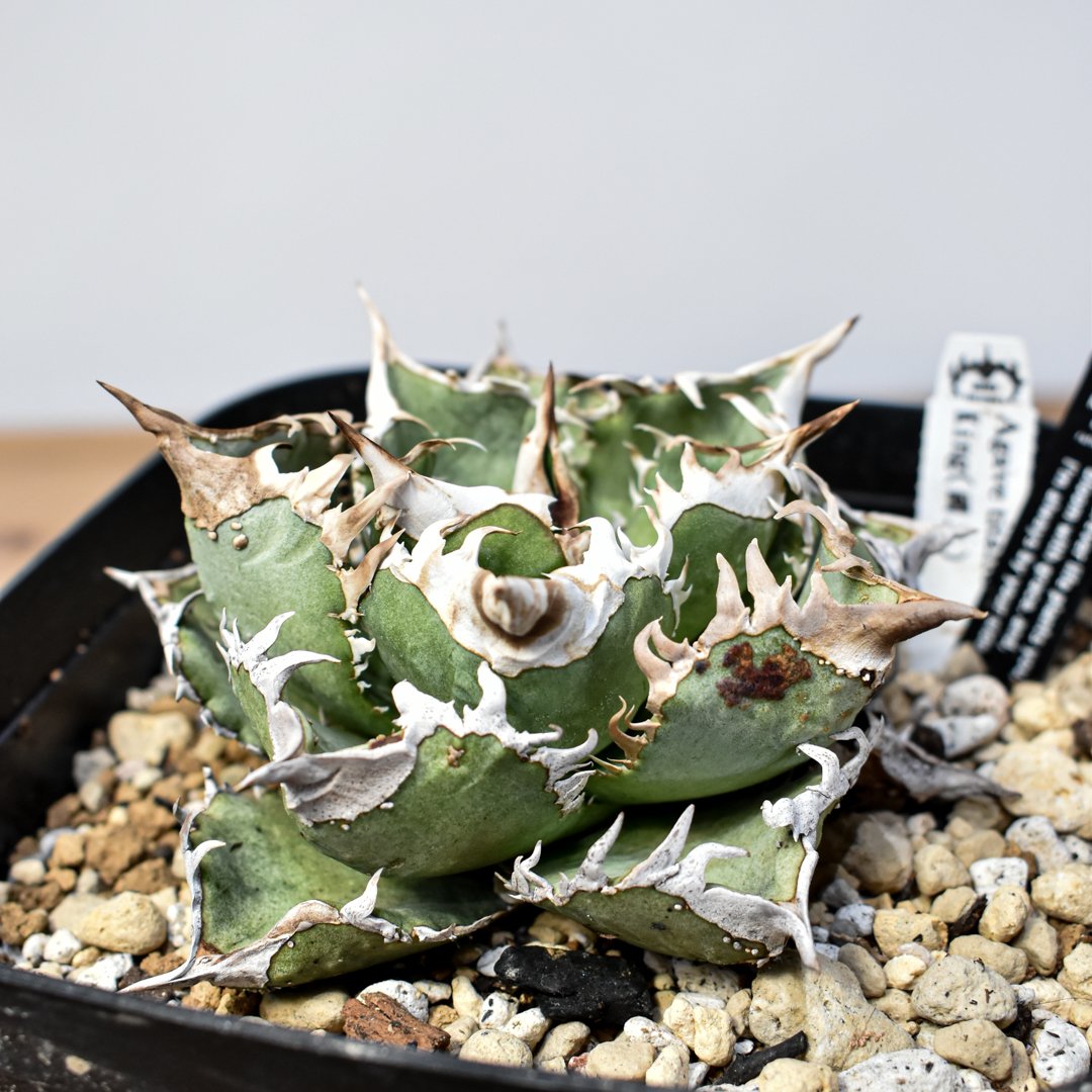 アガベ　チタノタ　まとめ売り 013 アガベ チタノタ #CF-002 育成記録｜🍀GreenSnap（グリーン