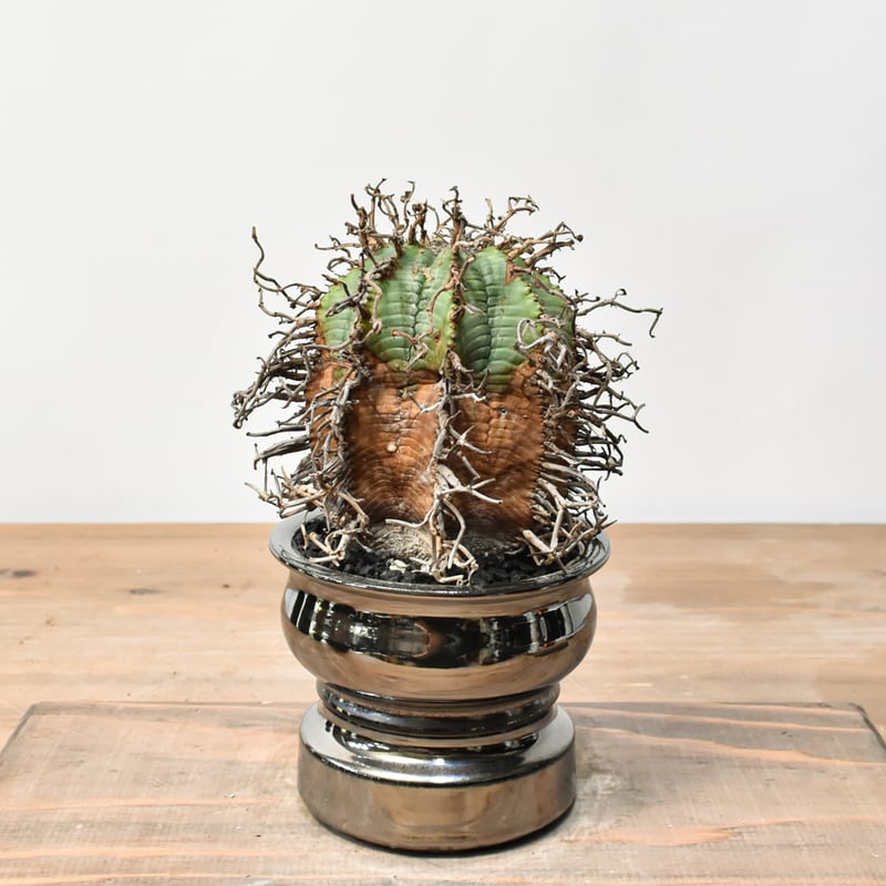 ユーフォルビア オールドスーパーバリダ 